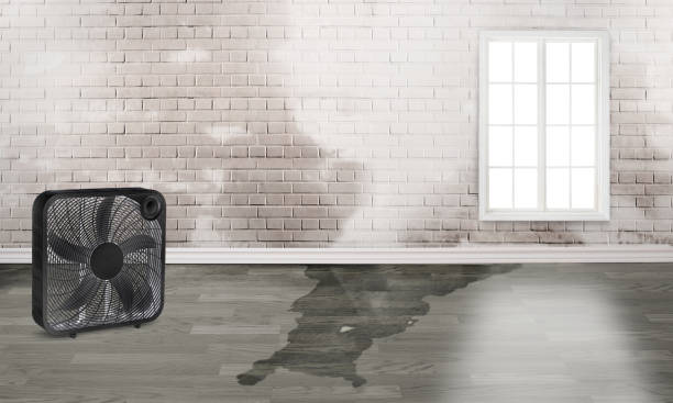 Best Sewage cleanup and water damage restoration  in Alb, IA