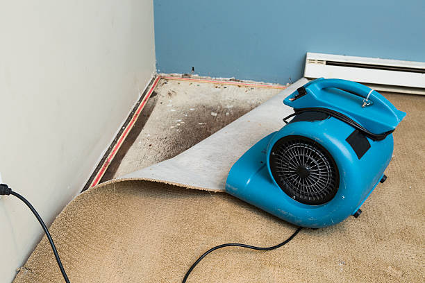 Best Fire Damage Restoration  in Alb, IA